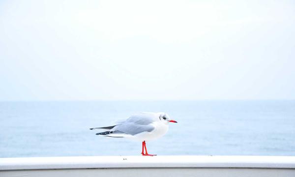 双色球玩法详解